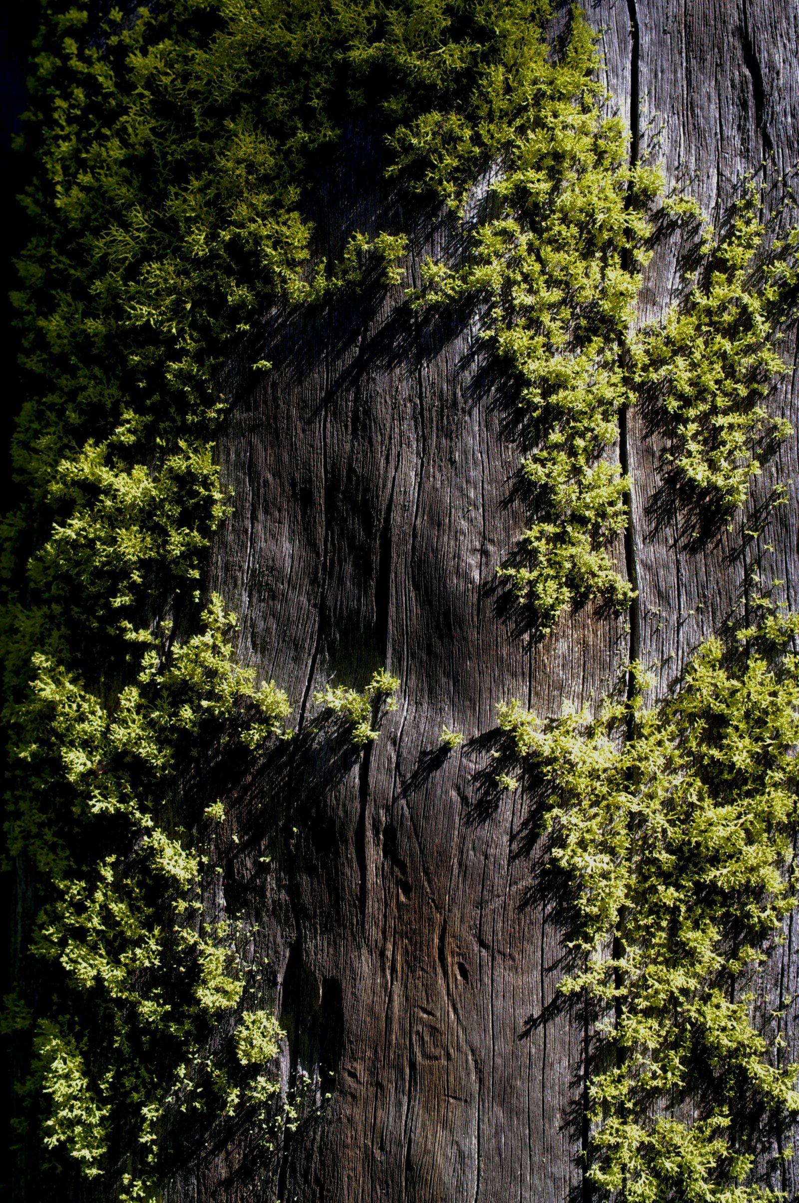 Moss lifestyle