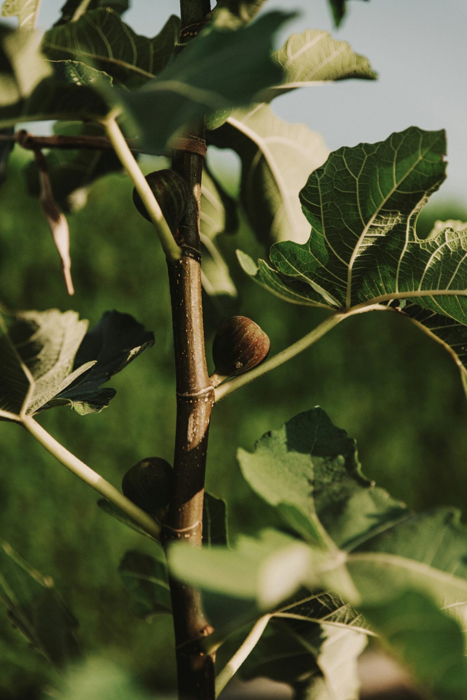 Wild Fig Candle lifestyle